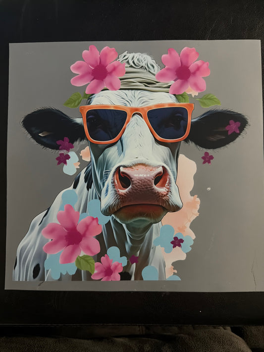 44 Cow Transfer