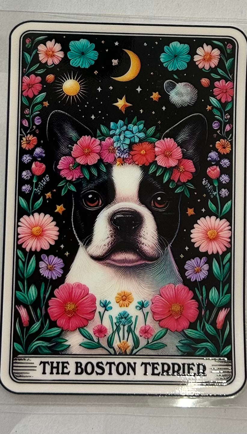 710 Dog Boston Terrier